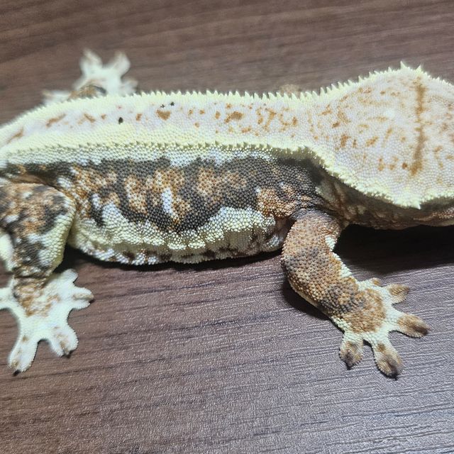 릴리화이트 트라이