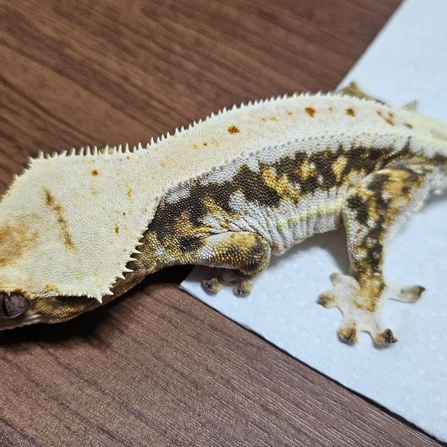 릴리화이트 트라이