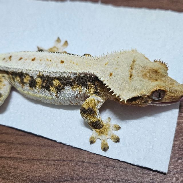 릴리화이트 트라이