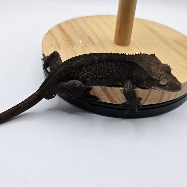 패턴리스 아잔틱