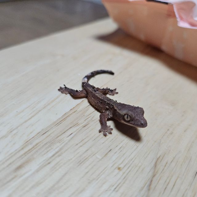 챠콜 카푸치노