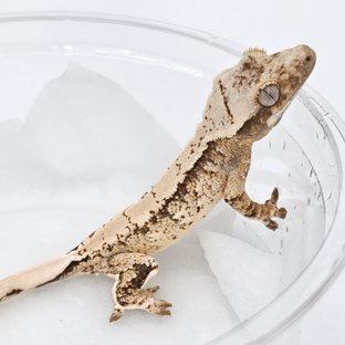 Normal Extreme Harlequin Drippy White Spot