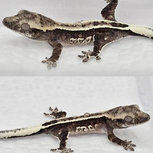 아잔틱 슈퍼스트라이프 풀핀 쿼드