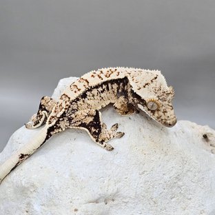 GK-744