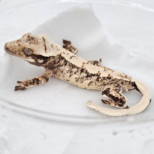 Normal Extreme Harlequin Drippy White Spot