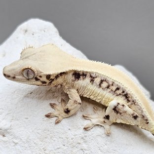 릴리화이트 솔리드백