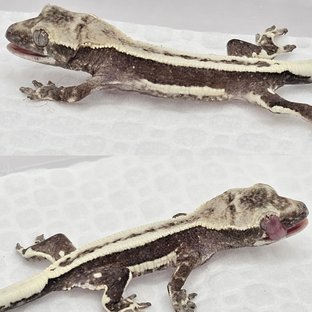 릴잔틱 슈퍼스트라이프 풀핀 쿼드