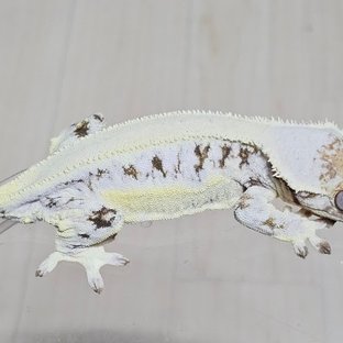 올리