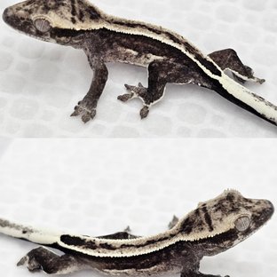 아잔틱 풀핀 쿼드