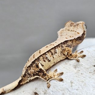 노멀 화이트포트홀 화이트스팟