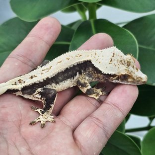 Lilly 100% Het Axanthic