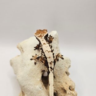세이블