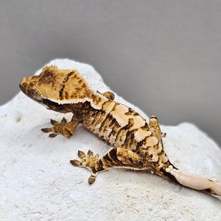 노멀 할리퀸 화이트스팟