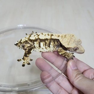 아멜리아