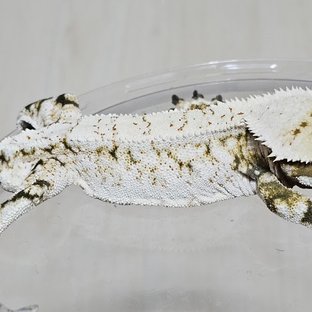 백호
