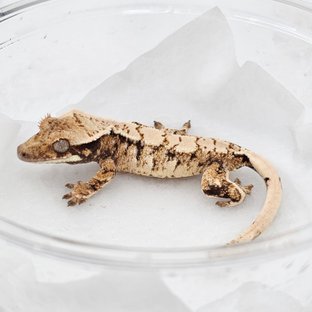 Normal Extreme Harlequin Drippy White Spot