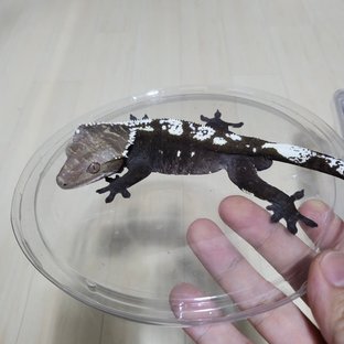 아잔