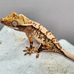 노멀 할리퀸 화이트스팟