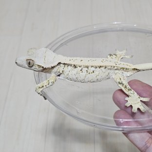 케사