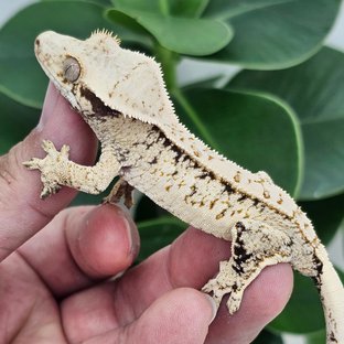 Normal White Extreme Harlequin Drippy White Spot