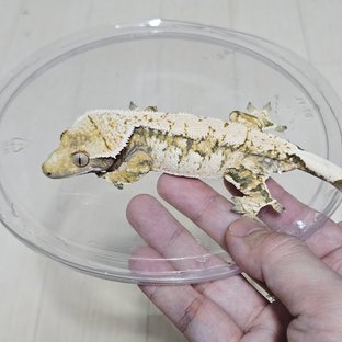 콜라