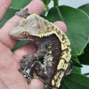 100% Het Axanthic