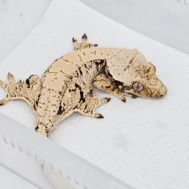 노멀 드리피 화이트스팟