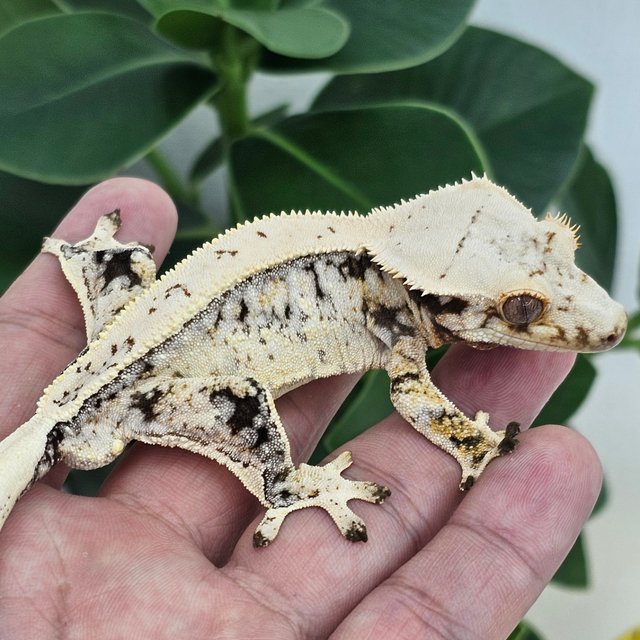 Normal Drippy White Spot Full Pinstripe