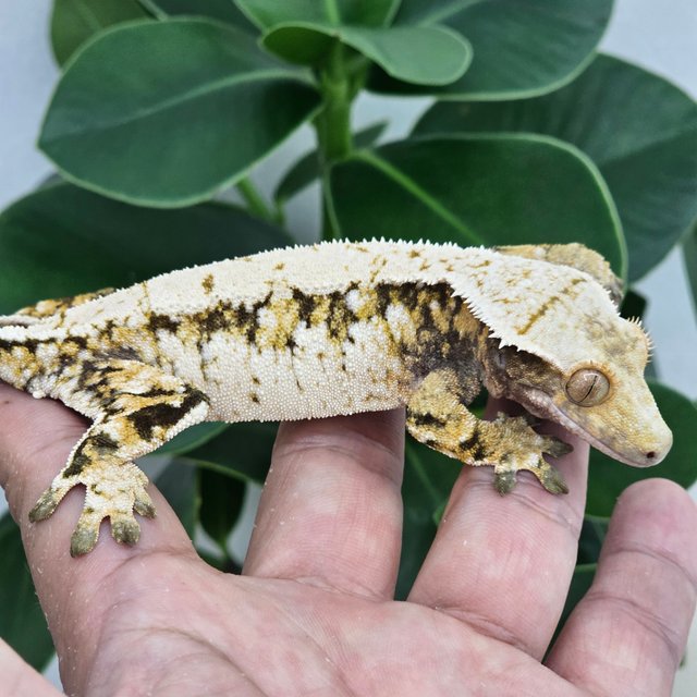 Normal Extreme Harlequin White Spot