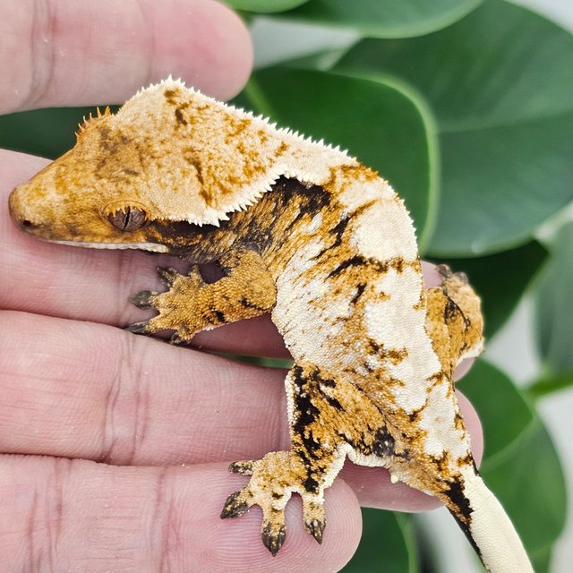 White Spot Extreme Harlequin Normal Tangerine