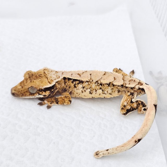 Normal Tri Extreme Harlequin Drippy White Spot