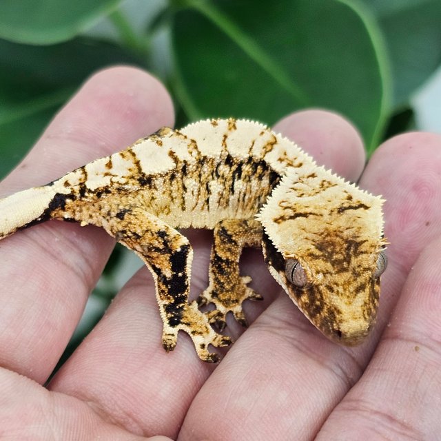 Extreme Harlequin Normal Tri White Spot