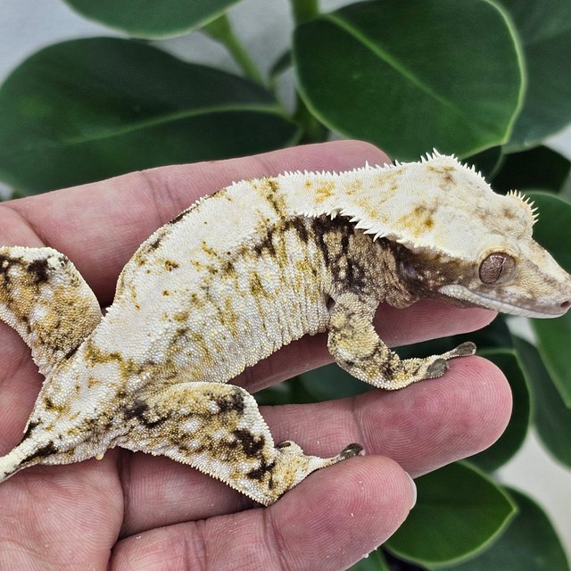 Normal White Spot Drippy White Extreme Harlequin