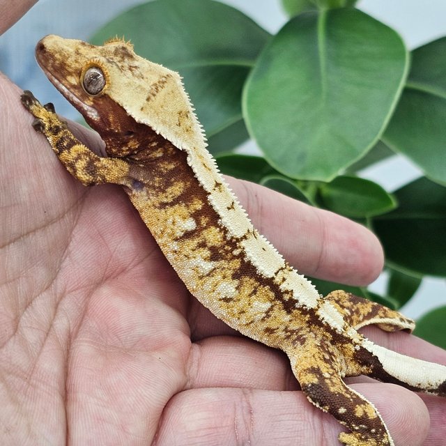 Red Normal White Spot Extreme Harlequin
