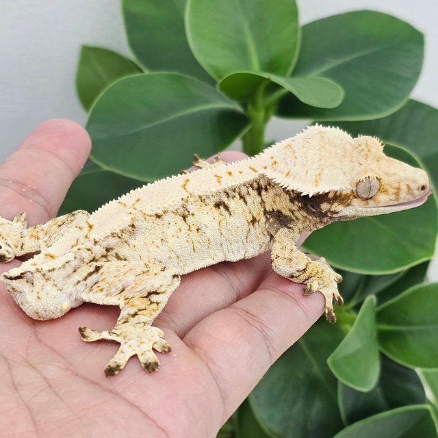 Normal White Drippy White Spot