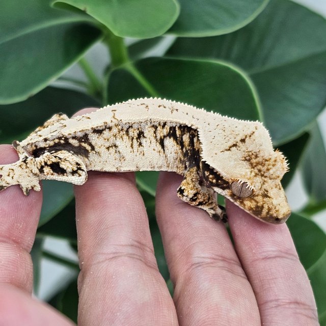 Normal Extreme Harlequin Drippy White Spot