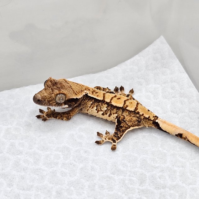 노멀 드리피 화이트스팟