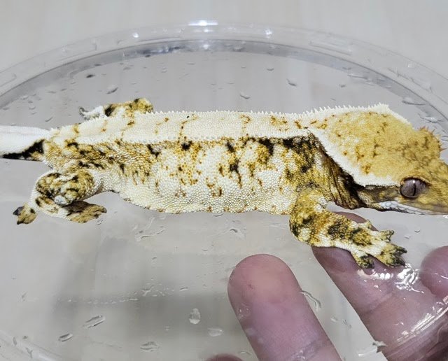 노멀 드리피 화이트스팟