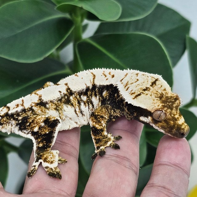 Normal Extreme Harlequin Drippy White Spot
