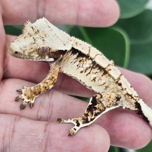 Normal Extreme Harlequin Drippy White Spot