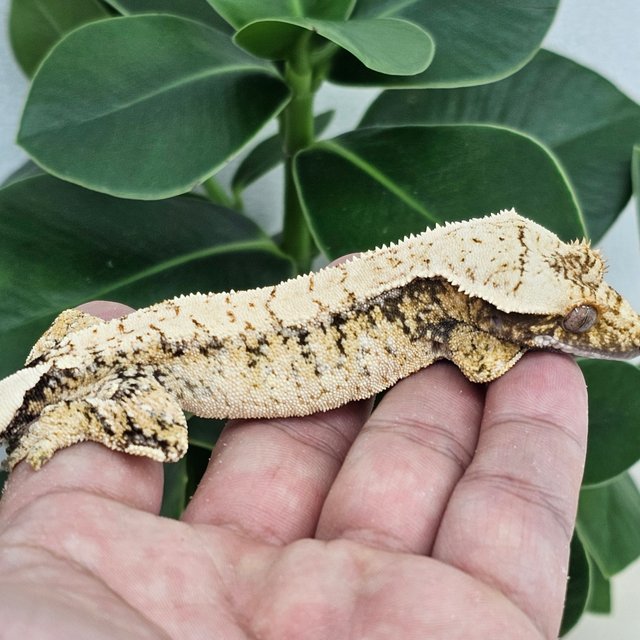 Extreme Harlequin Drippy White Spot Normal