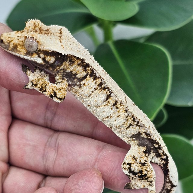 Normal Extreme Harlequin Drippy White Spot