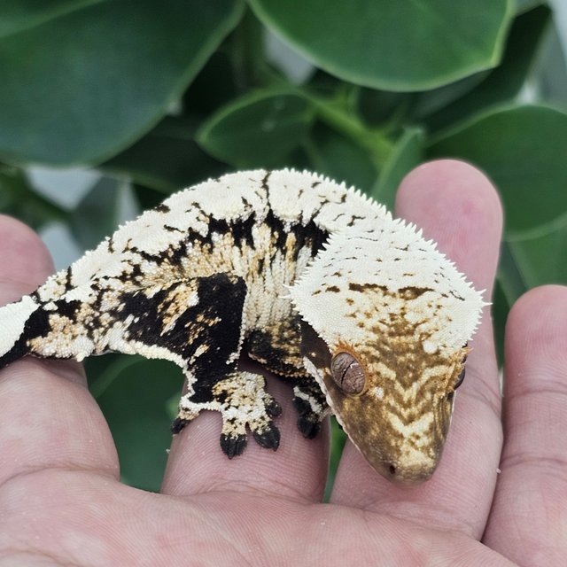 Normal Extreme Harlequin Drippy White Spot