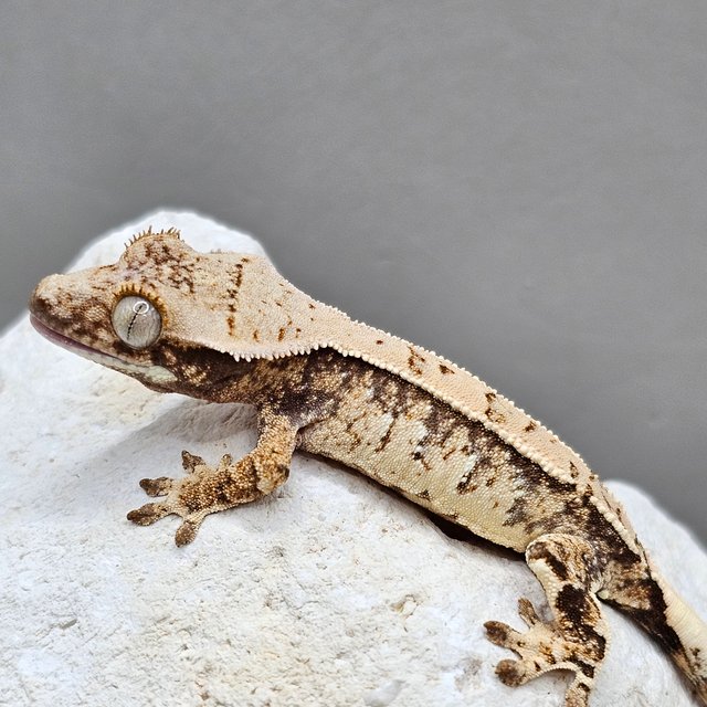 노멀 화이트포트홀 화이트스팟