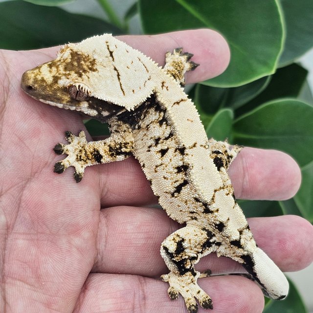 Normal Extreme Harlequin Drippy White Spot