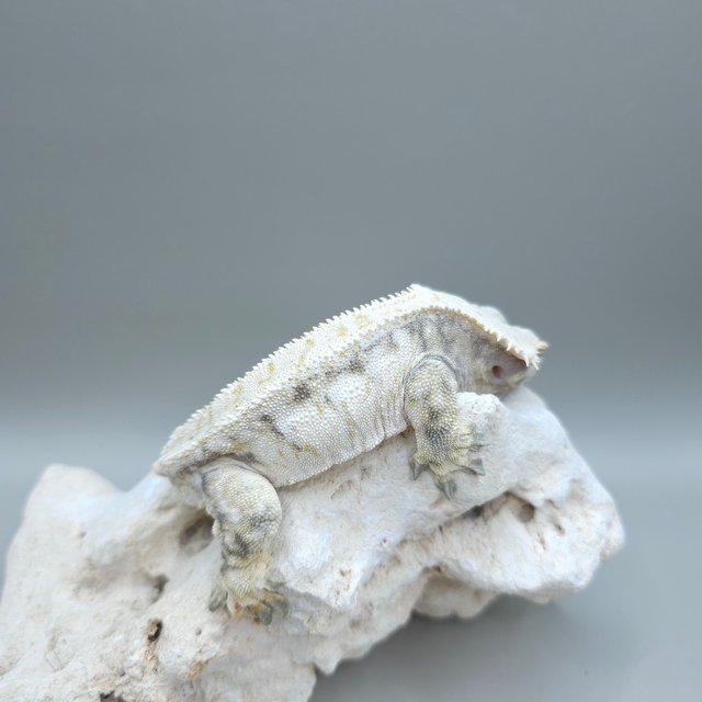 Normal White Full Pinstripe Drippy White Spot