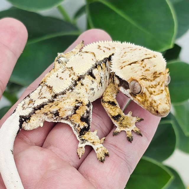 Normal Tri Extreme Harlequin Drippy White Spot