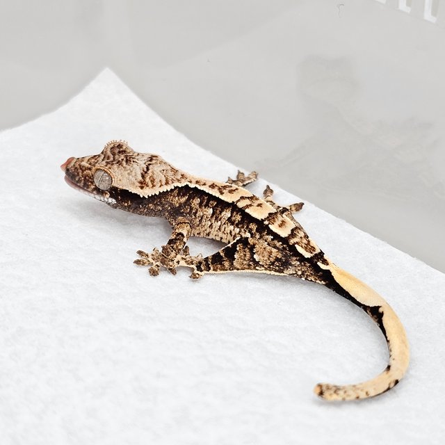 노멀 드리피 화이트스팟