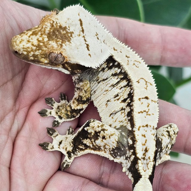 Normal Extreme Harlequin Drippy White Spot