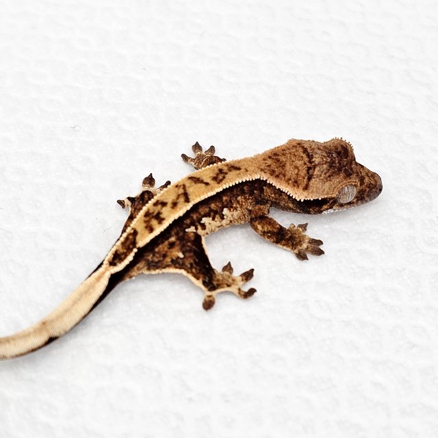 노멀 드리피 화이트스팟